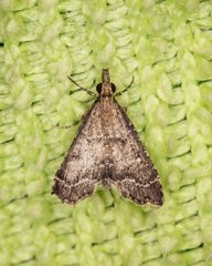 Diplopseustis perieresalis