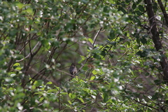 Periparus rufonuchalis