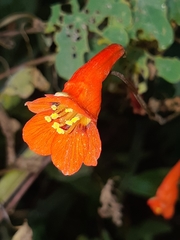Tropaeolum tuberosum