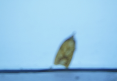 Sparganothis sulfureana