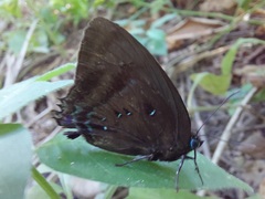 Denivia silma