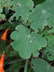 Tropaeolum tuberosum