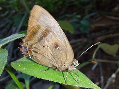 Denivia silma