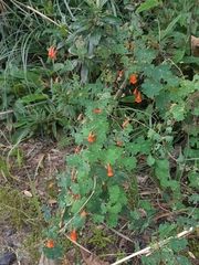 Tropaeolum tuberosum