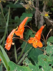 Tropaeolum tuberosum