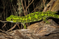 Naultinus rudis