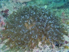 Fimbriaphyllia ancora