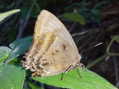 Denivia silma