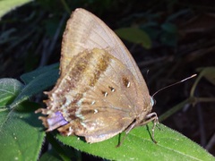 Denivia silma