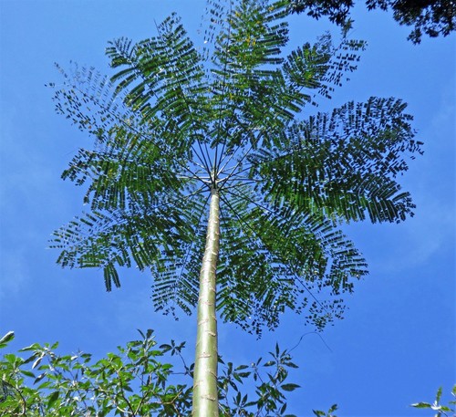 Schizolobium parahyba