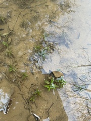 Hydrilla verticillata