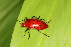 Iphiclus sexpunctatus