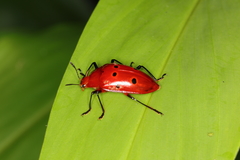 Iphiclus sexpunctatus