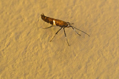 Caloptilia umbratella