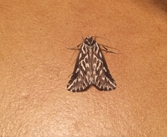 Argyrophora arcualis