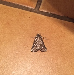 Argyrophora arcualis