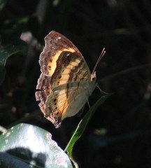 Junonia elgiva
