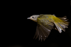 Leiothlypis ruficapilla