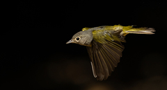 Leiothlypis ruficapilla