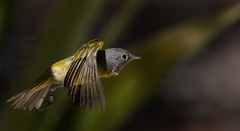 Leiothlypis ruficapilla