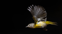 Leiothlypis ruficapilla