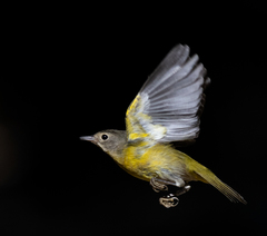 Leiothlypis ruficapilla