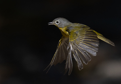 Leiothlypis ruficapilla