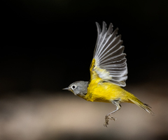 Leiothlypis ruficapilla