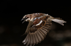 Passer domesticus