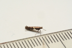 Caloptilia umbratella