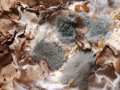 Penicillium digitatum