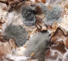 Penicillium digitatum