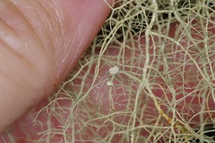 Usnea trichodea