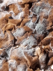 Penicillium digitatum