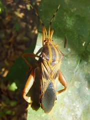 Spathophora