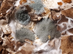 Penicillium digitatum