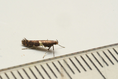 Caloptilia umbratella