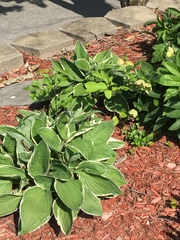 Hosta