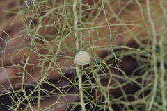 Usnea trichodea