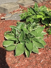 Hosta