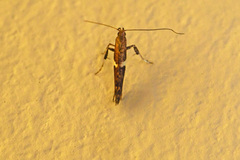 Caloptilia umbratella