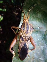 Spathophora