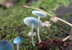 Mycena cyanocephala