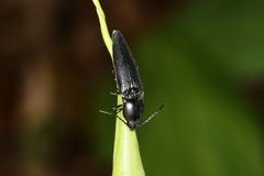 Elateridae