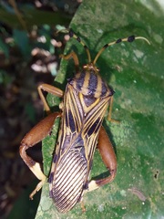 Spathophora