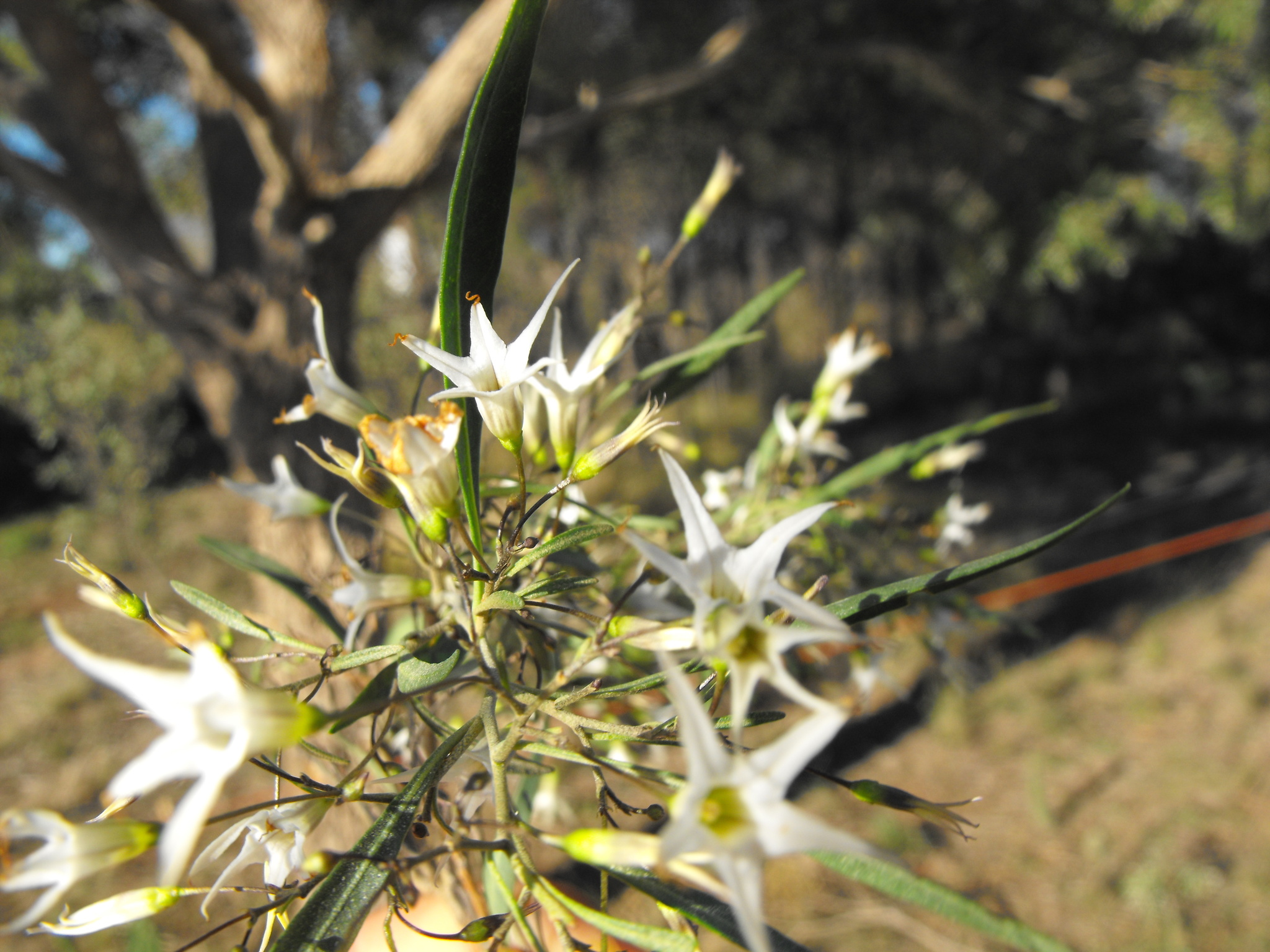 Duboisia leichhardtii