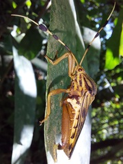 Spathophora