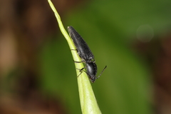 Elateridae