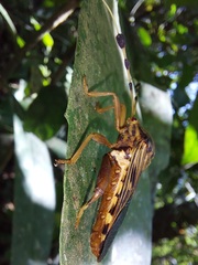 Spathophora