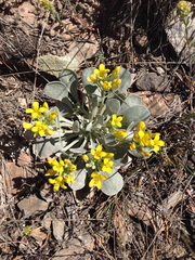Physaria acutifolia